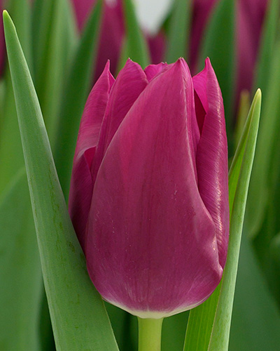 TULIPÁN Embrace   12/+, 100 ks